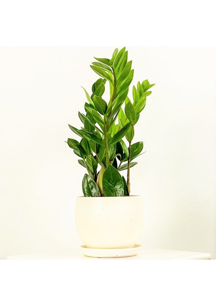 Zamia Zamioculcas Curvy Beyaz Saksılı
