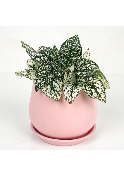 Hypoestes Phyllostachya Beyaz Hostes Çiçeği Curvy Pembe Saksılı