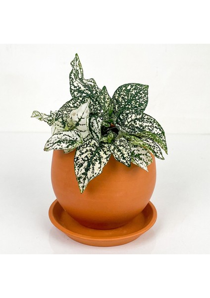 Hypoestes Phyllostachya Beyaz Hostes Çiçeği Curvy Terra Cotta Saksılı