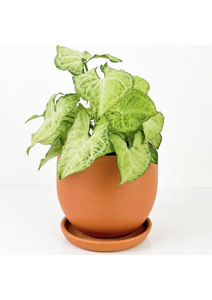 Melek Kanadı Curvy Terra Cotta Saksılı
