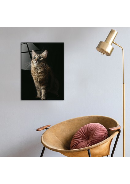 Hayvanlar | Cam Tablo | Kedi | 30cm x 40cm
