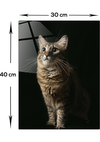 Hayvanlar | Cam Tablo | Kedi | 30cm x 40cm modelleri