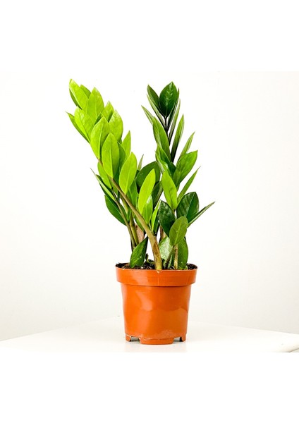 Zamia Bitkisi - Zamioculcas Zamiifolia 30-40cm