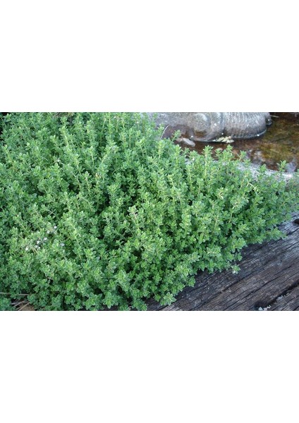 Kekik Tohumu Satureja Hortensis 100 Adet Thyme Seed