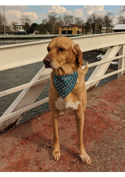 Pandas Fularlı Köpek Boyun Tasması fiyatları