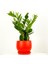 Zamia Zamioculcas Curvy Kırmızı Saksılı 1