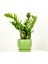 Zamia Zamioculcas Curvy Mint Yeşili Saksılı 1