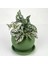 Hypoestes Phyllostachya Beyaz Hostes Çiçeği Curvy Mint Yeşili Saksılı 1