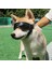 Köpek Gözlük Küçük Orta Doğun Güneş Gözlüğü Cosplay Gözlük Koruyucu Siyah Şekeri (Yurt Dışından) 4