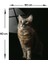 Hayvanlar | Cam Tablo | Kedi | 30cm x 40cm 3