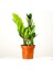 Zamia Bitkisi - Zamioculcas Zamiifolia 30-40cm 1