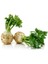 Kereviz Tohumu 10 gr Celery Seed 1