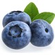 Grow Botanik Yaban Mersini - Blueberry (Chandler) Meyve Fidanı - 1 Yaş