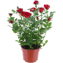 Biorganix Yediveren Kırmızı Gül Fidanı 1 Adet 30-50 cm Yediveren Red Rose