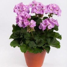 Biorganix Saksılı Lila Sardunya Çiçeği 15-25 cm Potted Lilac Geranium Flower