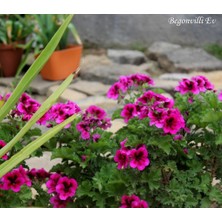 Biorganix Saksılı Koyu Çingene Pembe Sardunya Çiçeği 15-25 cm