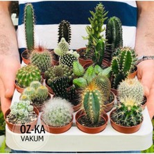 Ucuz Marketim Kaktüs & Sukulent Üretim Saksı 5,5 cm 100 Adet