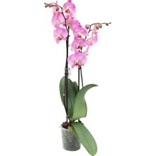 Akdoğa Phalaenopsis Orkide 60-80CM Çift Dallı Ithal Soft Pembe Benekli