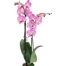 Akdoğa Phalaenopsis Orkide 60-80CM Çift Dallı Ithal Soft Pembe Benekli