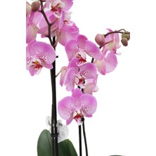 Akdoğa Phalaenopsis Orkide 60-80CM Çift Dallı Ithal Soft Pembe Benekli