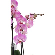 Akdoğa Phalaenopsis Orkide 60-80CM Çift Dallı Ithal Soft Pembe Benekli