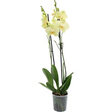 Akdoğa Phalaenopsis Orkide  60-80CM Çift Dallı Ithal Soft Sarı Ev Ofis Dekoru Hediyesi