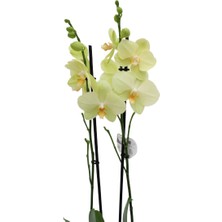 Akdoğa Phalaenopsis Orkide  60-80CM Çift Dallı Ithal Soft Sarı Ev Ofis Dekoru Hediyesi