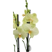 Akdoğa Phalaenopsis Orkide  60-80CM Çift Dallı Ithal Soft Sarı Ev Ofis Dekoru Hediyesi