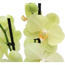 Akdoğa Phalaenopsis Orkide  60-80CM Çift Dallı Ithal Soft Sarı Ev Ofis Dekoru Hediyesi