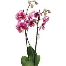 Akdoğa Phalaenopsis Orkide 60-80CM Çift Dallı Ithal Dark Benekli Ev Ofis Dekoru Hediyesi