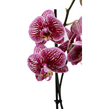 Akdoğa Phalaenopsis Orkide 60-80CM Çift Dallı Ithal Dark Benekli Ev Ofis Dekoru Hediyesi