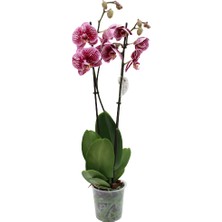 Akdoğa Phalaenopsis Orkide 60-80CM Çift Dallı Ithal Dark Benekli Ev Ofis Dekoru Hediyesi