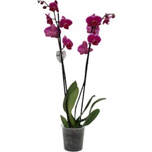 Akdoğa Phalaenopsis Orkide  60-80CM Çift Dallı Ithal Fuşya Ev Ofis Dekoru Hediyesi