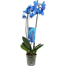 Akdoğa Phalaenopsis Magic Blue Orkide -70CM- Mavi Renkli Çift Dallı Ithal Ofis Ev Dekoru Hediyesi