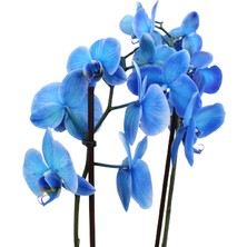 Akdoğa Phalaenopsis Magic Blue Orkide -70CM- Mavi Renkli Çift Dallı Ithal Ofis Ev Dekoru Hediyesi