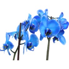 Akdoğa Phalaenopsis Magic Blue Orkide -70CM- Mavi Renkli Çift Dallı Ithal Ofis Ev Dekoru Hediyesi