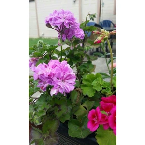 Saksılı Lila Sardunya Çiçeği 15-25 cm Potted Lilac Geranium Flower