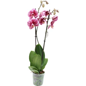 Phalaenopsis Orkide 60-80CM Çift Dallı Ithal Dark Benekli Ev Ofis Dekoru Hediyesi