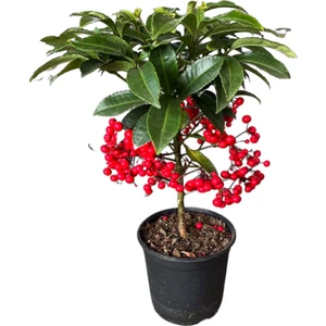 Ardisia Crenata (Ateş Kirazı)