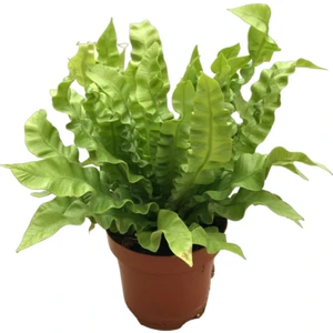 Asplenium Nidus 'Crispy Wave’
