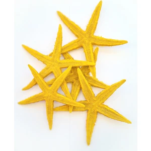 Evinizdeki Okyanus Esintisi Turkuaz Hediyelik Gerçek Deniz Yıldızı 10-11 Cm-Sarı-5 Adet