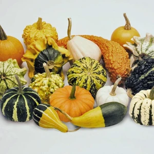 Karışık Süs Kabağı Tohumu Cucurbita P. Mix (10 Adet)