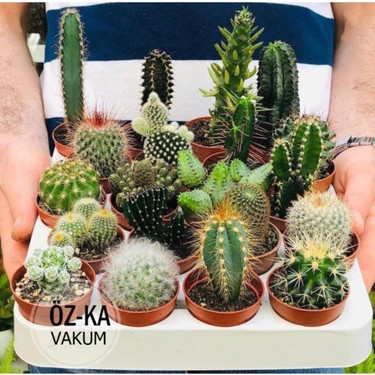Ucuz Marketim Kaktüs & Sukulent Üretim Saksı 5,5 cm 100 Adet Fiyatı
