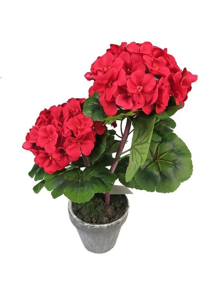 Biorganix Saksılı Kırmızı Sardunya Çiçeği 15-25 cm Potted Red Geranium Flower