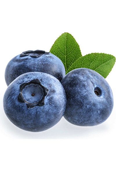 Grow Botanik Yaban Mersini - Blueberry (Legacy) Meyve Fidanı - 6 Aylık