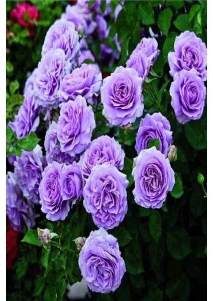 Yediveren Lila Gül Fidanı 1 Adet 30-50 cm Yediveren Lilac Rose