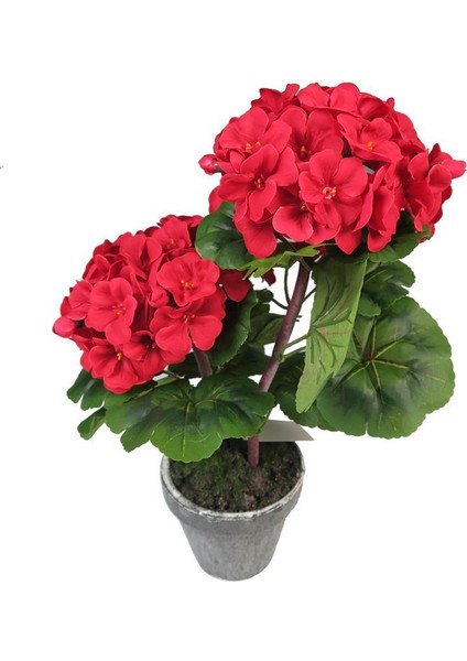Saksılı Kırmızı Sardunya Çiçeği 15-25 cm Potted Red Geranium Flower