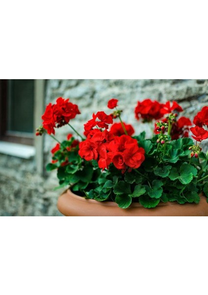 Saksılı Kırmızı Sardunya Çiçeği 15-25 cm Potted Red Geranium Flower fiyatları
