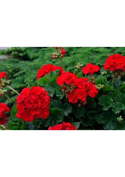Saksılı Kırmızı Sardunya Çiçeği 15-25 cm Potted Red Geranium Flower fırsatları