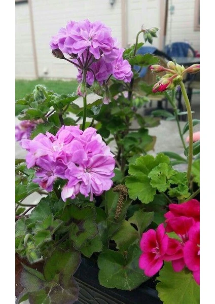 Saksılı Lila Sardunya Çiçeği 15-25 cm Potted Lilac Geranium Flower